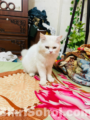 মেল পার্সিয়ান ক্যাট